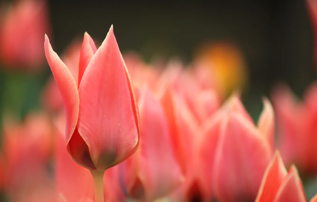 Фото обои макро, цветы, весна, размытость, тюльпаны, красные, розовые, бутоны