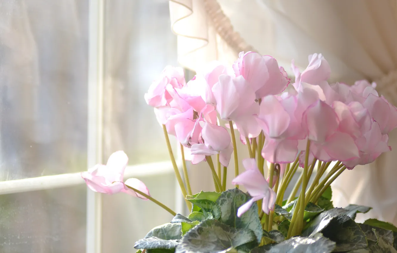 Фото обои цветы, дом, окно, розовые, цикламен