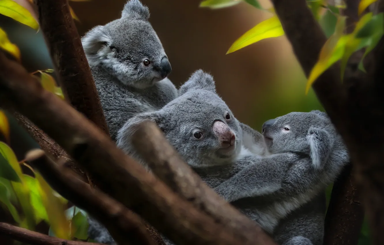 Фото обои детеныш, коала, милые