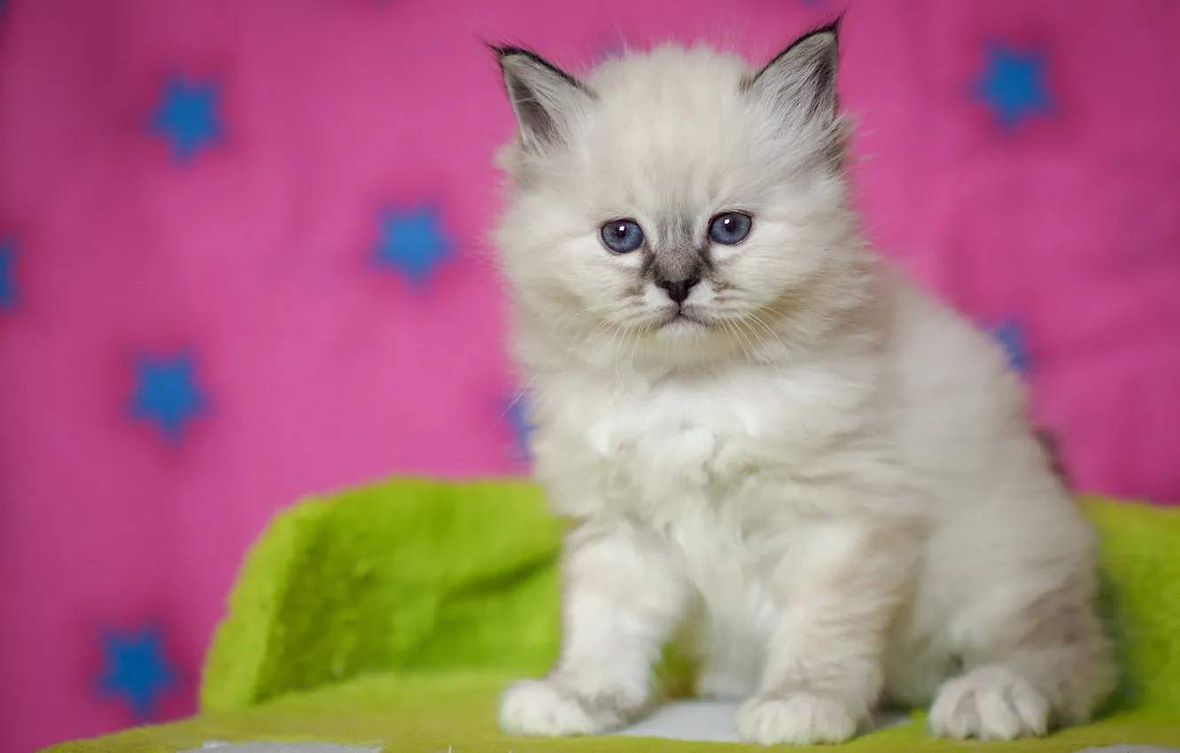 Фото обои белый, взгляд, поза, котенок, малыш, мордочка, милый, котёнок