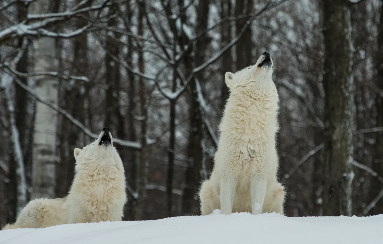 Фото обои зима, лес, снег, волки, белые, два, полярные