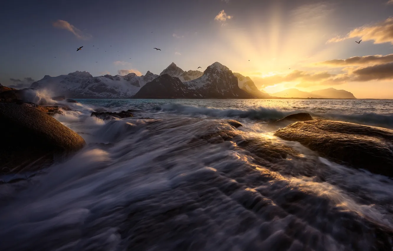 Фото обои море, волны, чайки