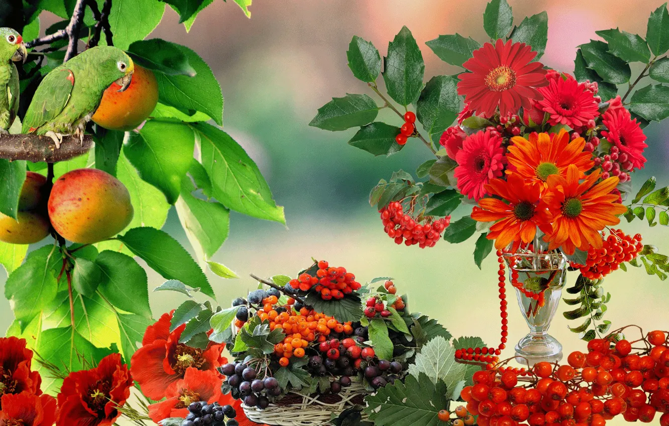 Фото обои цветы, ягоды, Попугай, натюрморт, рябина