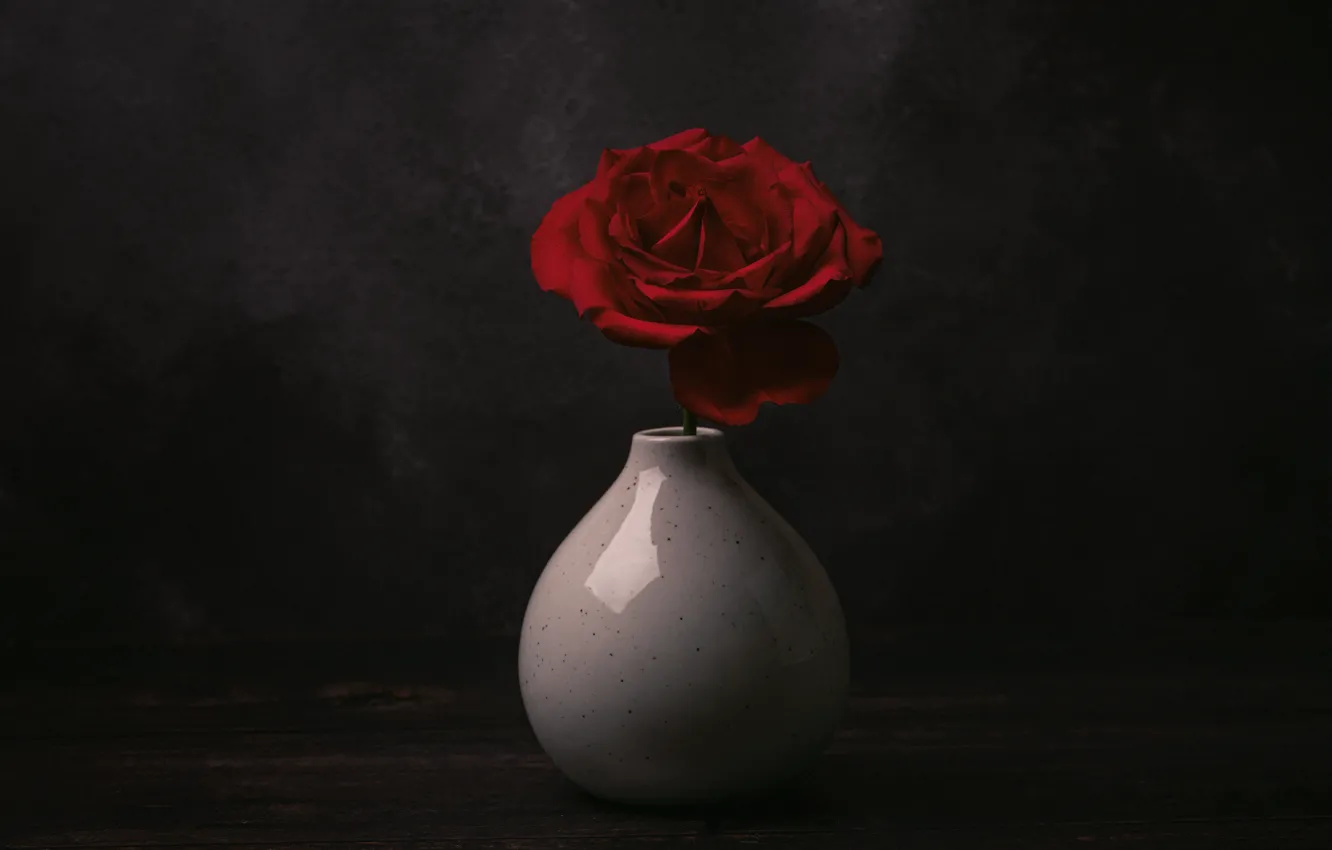 Фото обои цветок, темный фон, роза, ваза, натюрморт, красная, одна, композиция