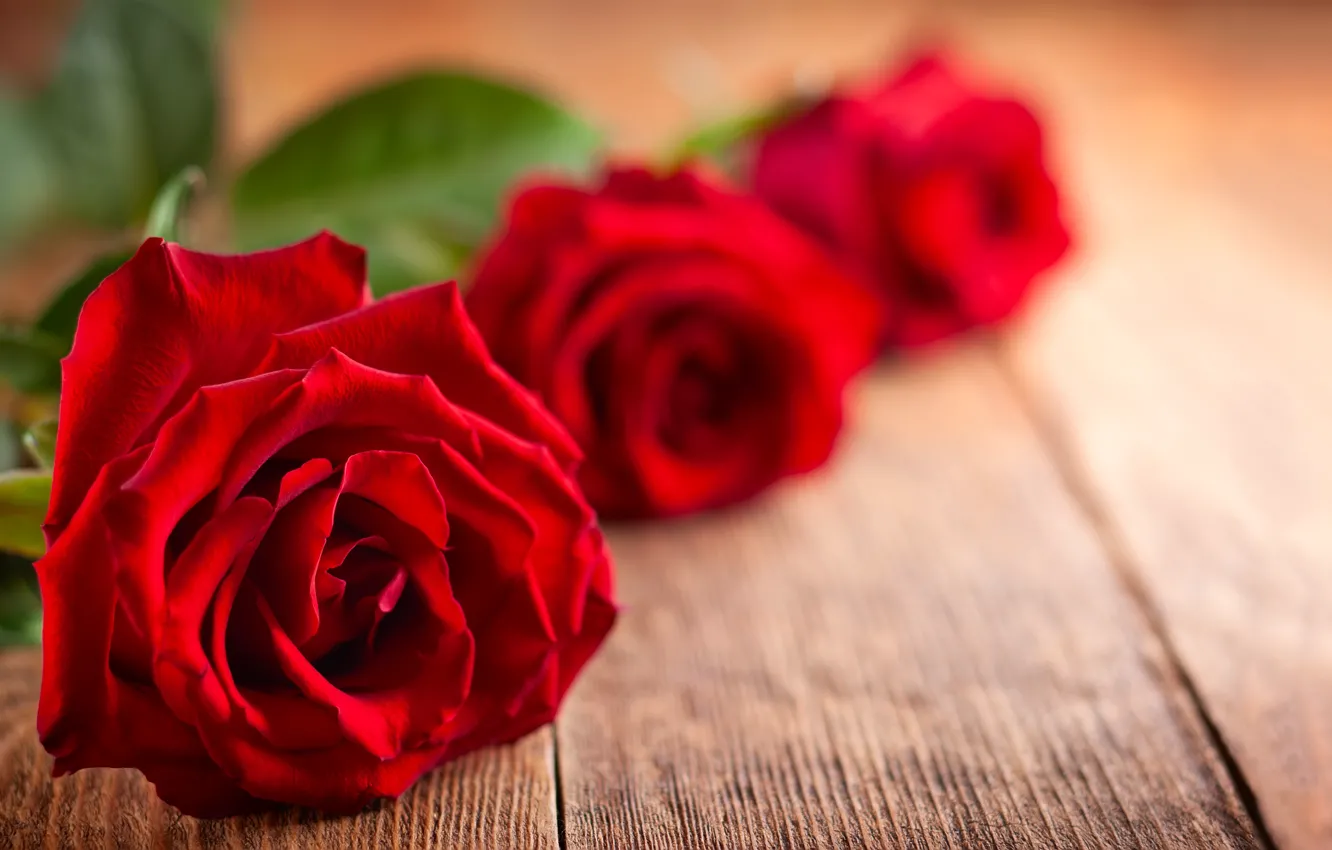 Фото обои праздник, розы, букет, красные, день святого валентина, Svetlana Kolpakova