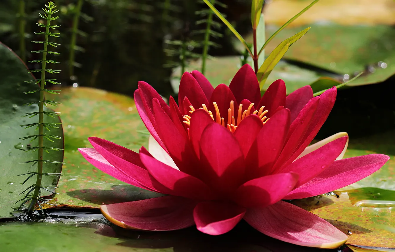 Фото обои листья, макро, цветы, красный, пруд, лепестки, алая, нимфея