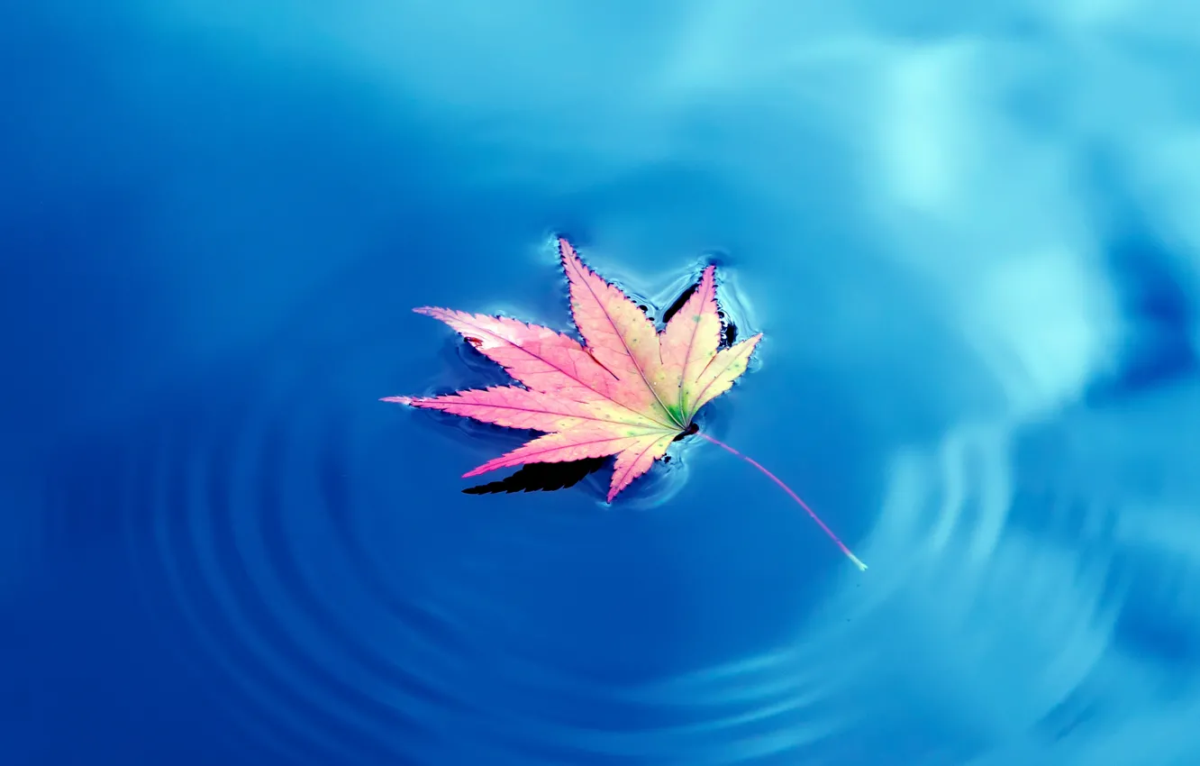 Фото обои вода, Осень, water, Autumn, кленовые листья, maple leaf