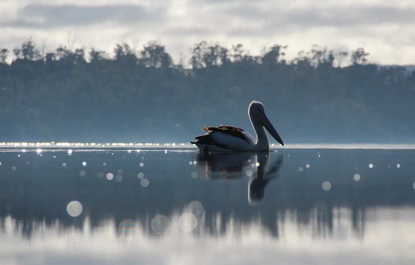 Фото обои озеро, птица, пеликан