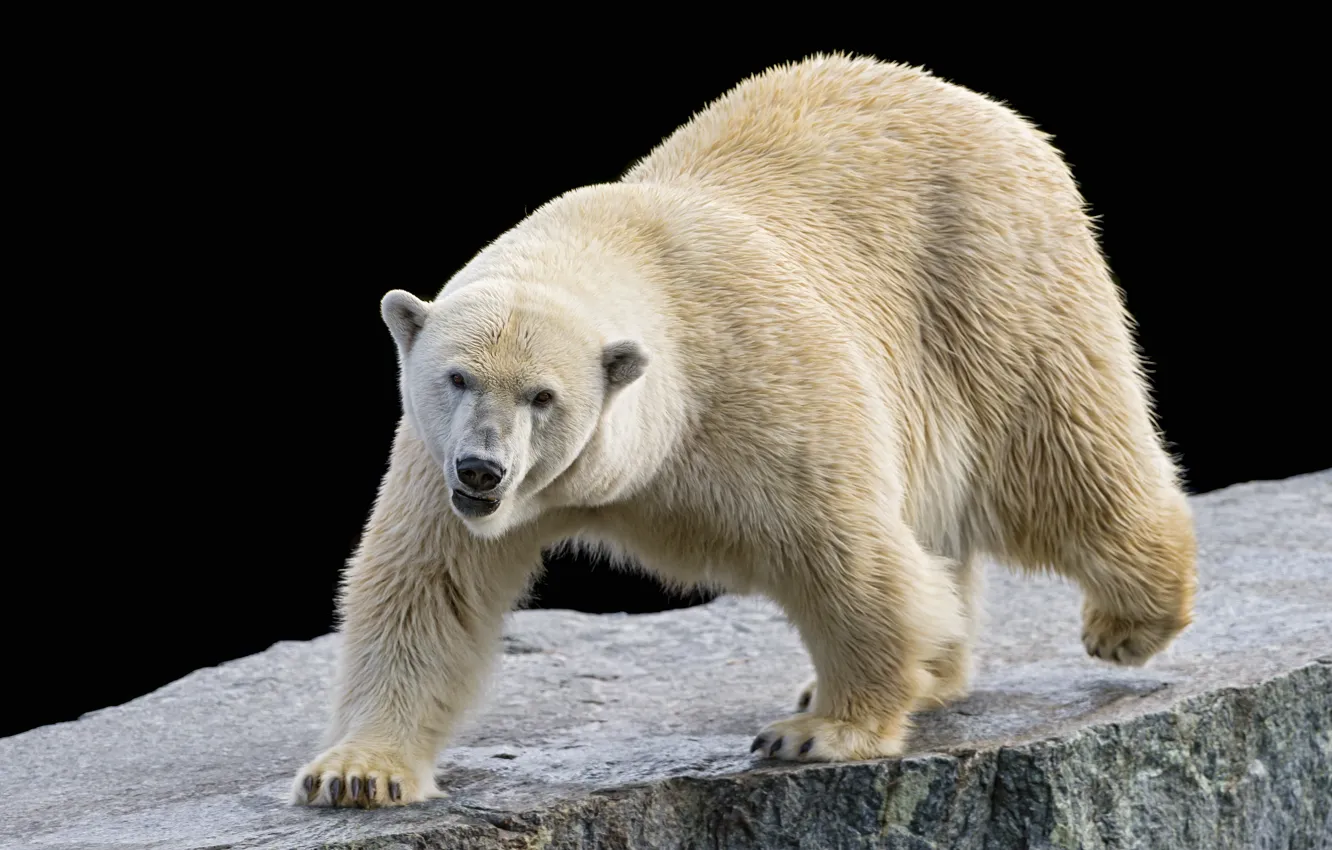 Фото обои камень, белый медведь, полярный, ©Tambako The Jaguar
