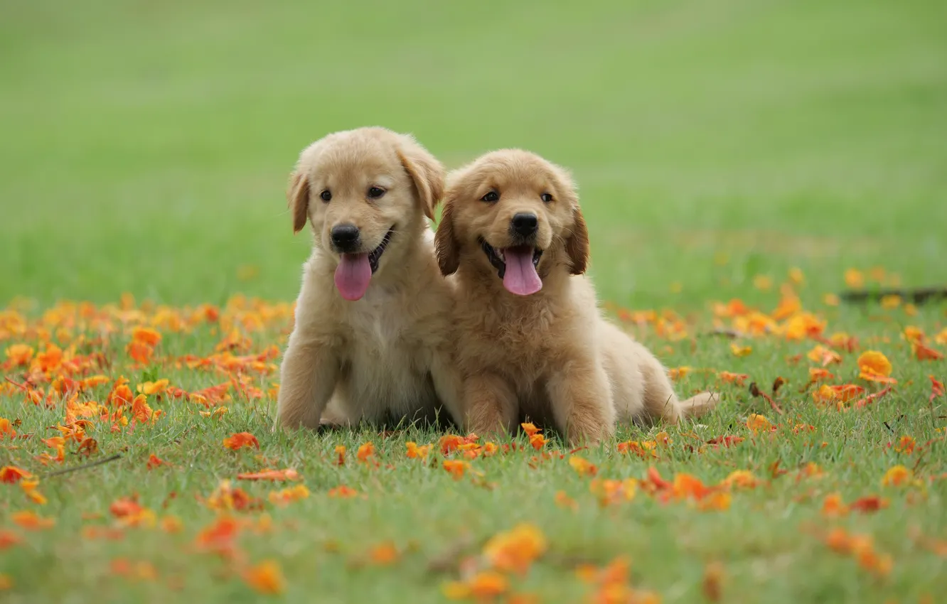 Фото обои трава, цветы, парк, милый, щенок, golden, happy, лужайка
