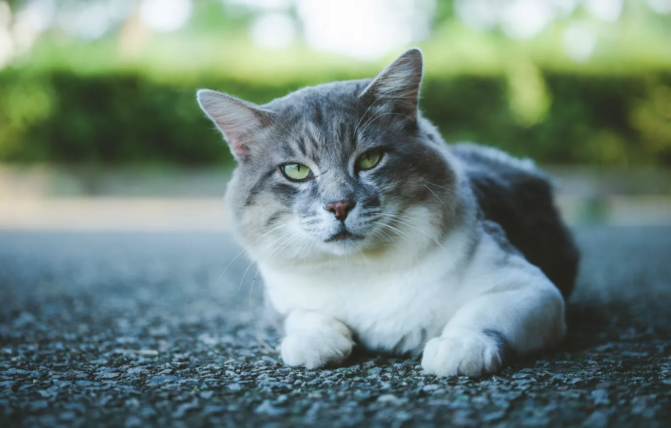 Фото обои дорога, кошка, кот, взгляд, асфальт, морда, серый, фон