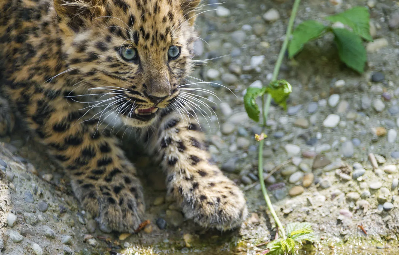 Фото обои кошка, взгляд, камни, леопард, детёныш, котёнок, амурский, ©Tambako The Jaguar