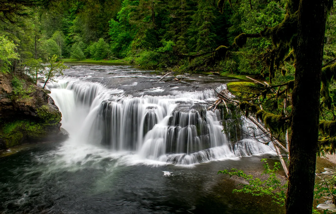 Фото обои лес, река, водопад, каскад, Lower Falls, Lower Lewis River Falls, Lewis River, Washington State