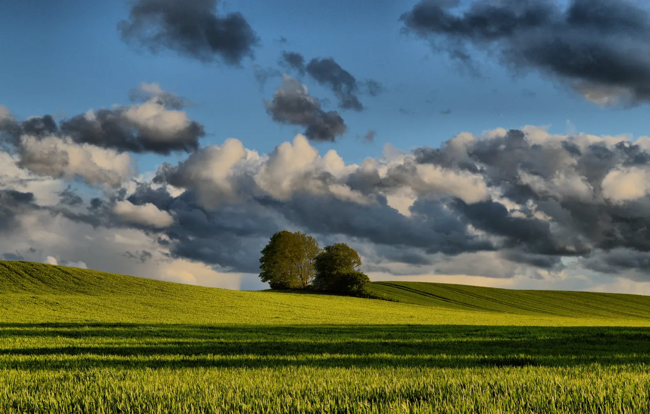 Фото обои поле, небо, облака, деревья, весна