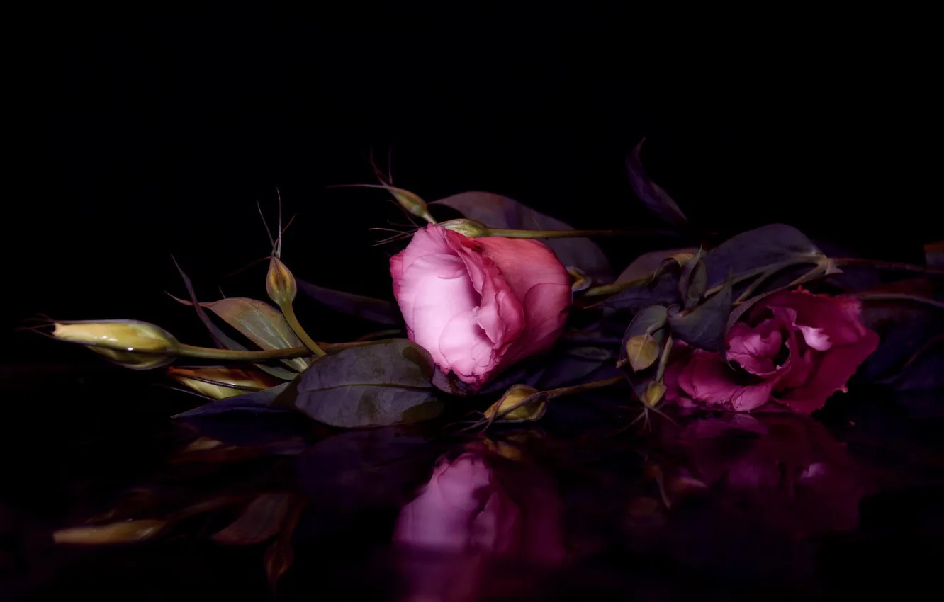 Фото обои цветы, розовая, лепестки, эустома