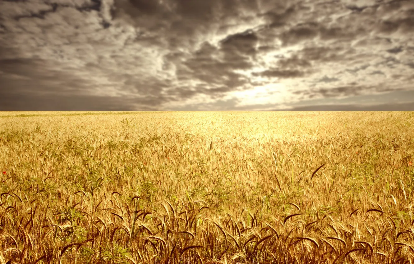 Фото обои пшеница, поле, тучи, горизонт