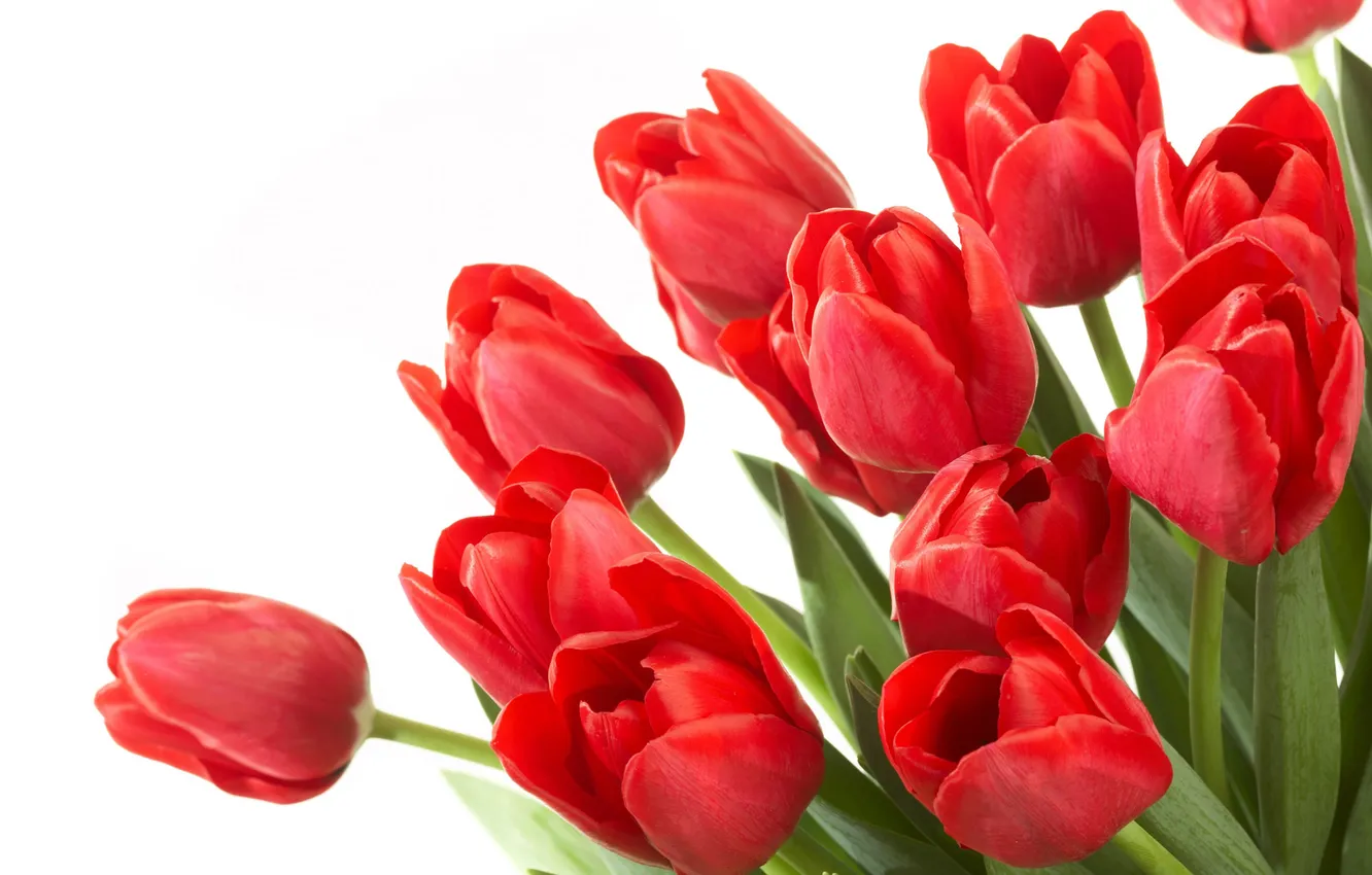 Фото обои тюльпаны, красные, бутоны