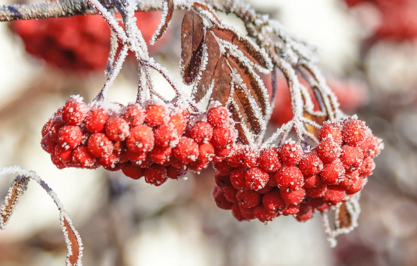 Фото обои листья, снег, ягоды, дерево, Зима, красная, рибина