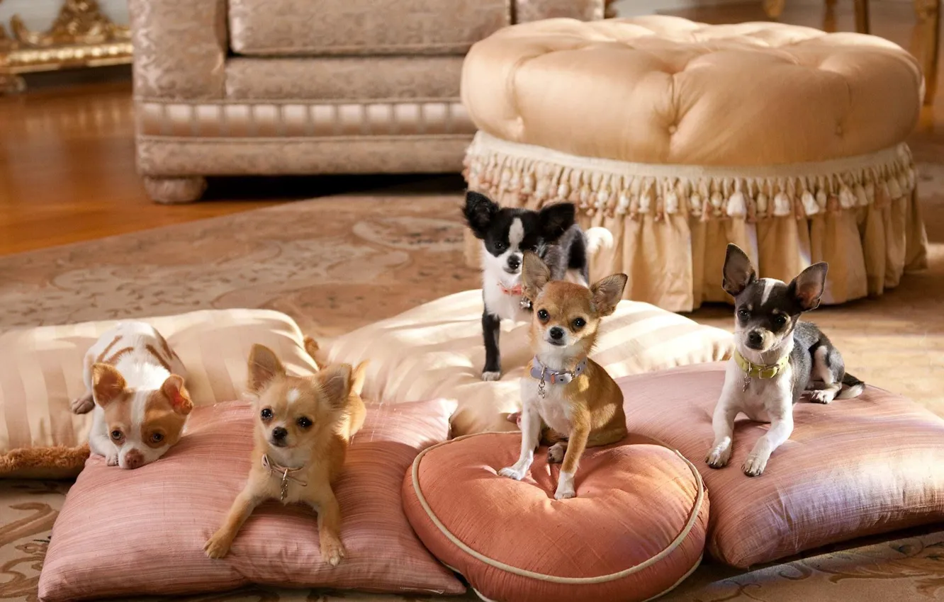 Фото обои собаки, комната, подушки, чихуахуа