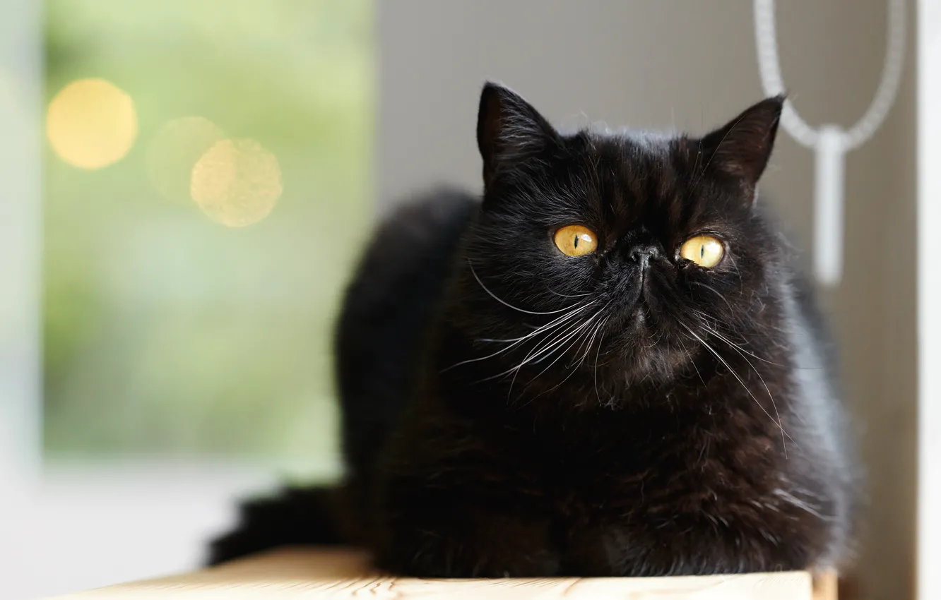 Фото обои кошка, кот, фон, черный, желтые глаза, персидский, экстремал