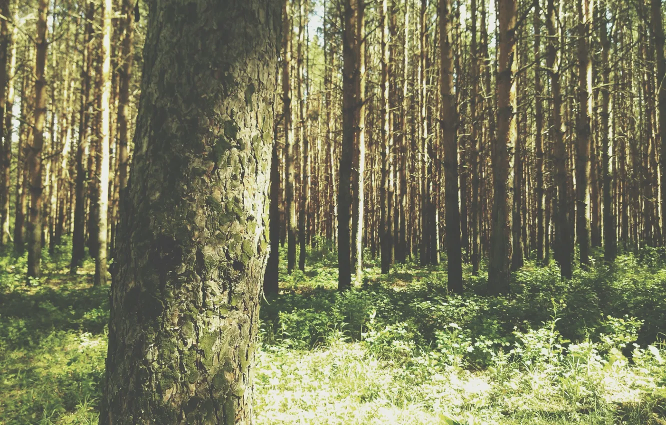 Фото обои лес, макро, свет, сосна