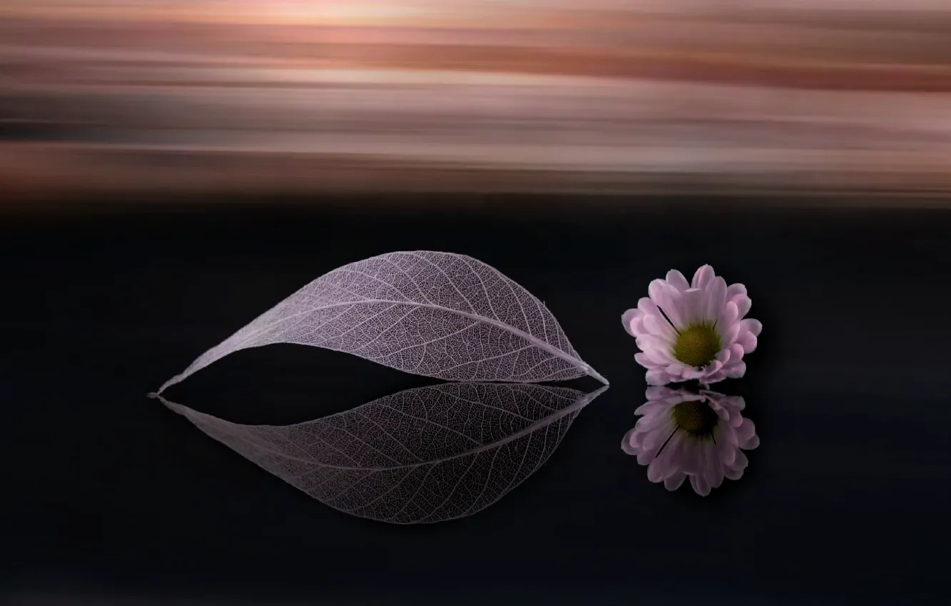 Фото обои цветок, лист, фон, ромашка