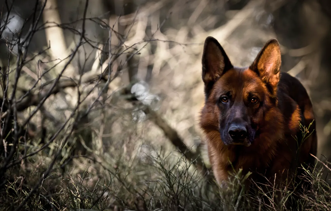 Фото обои лес, взгляд, собака, Немецкая овчарка