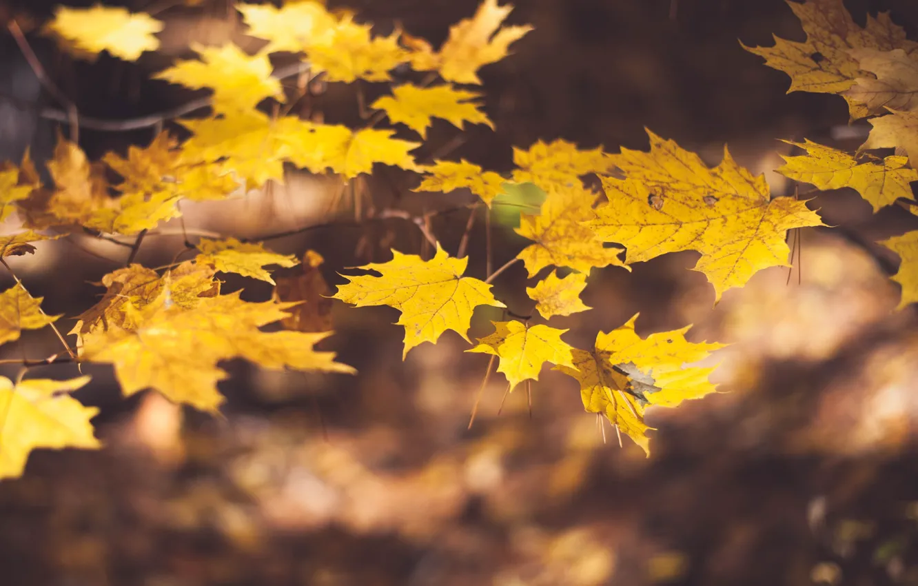 Фото обои осень, листья, ветки, размытие, желтые, клён, кленовые, боке