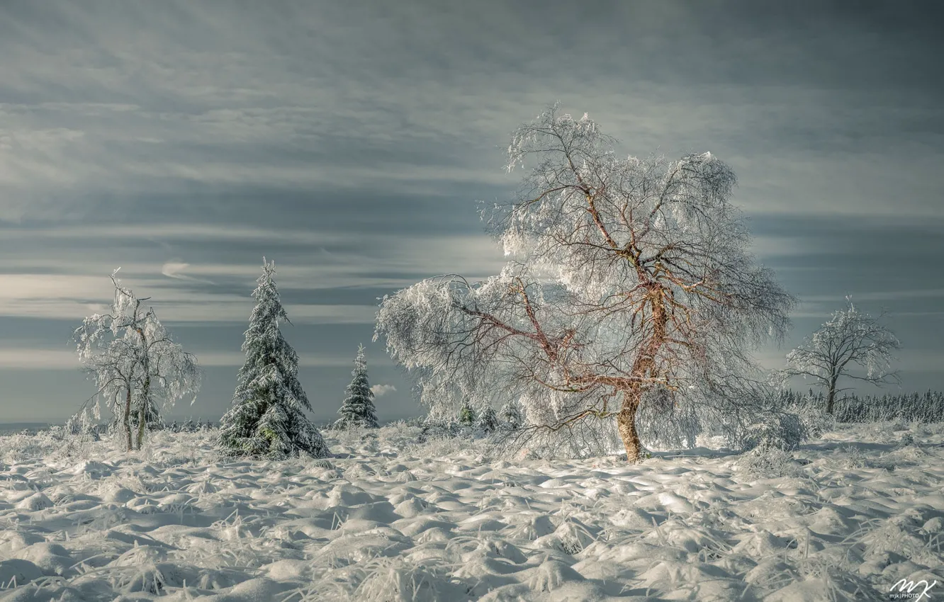 Фото обои зима, трава, снег, деревья, пейзаж, природа