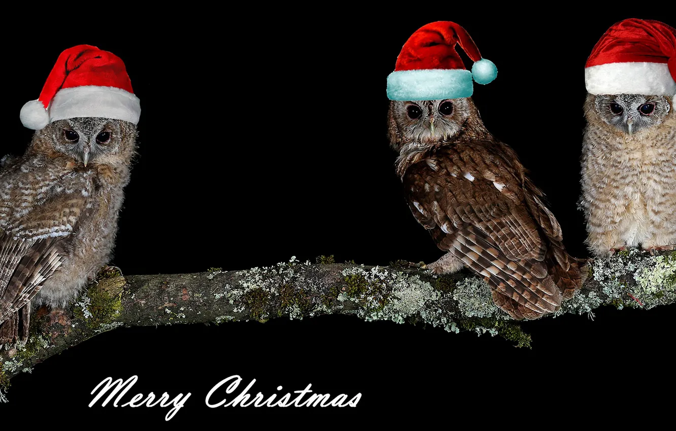 Фото обои сова, птица, фотошоп, новый год, рождество, ветка, три, черный фон