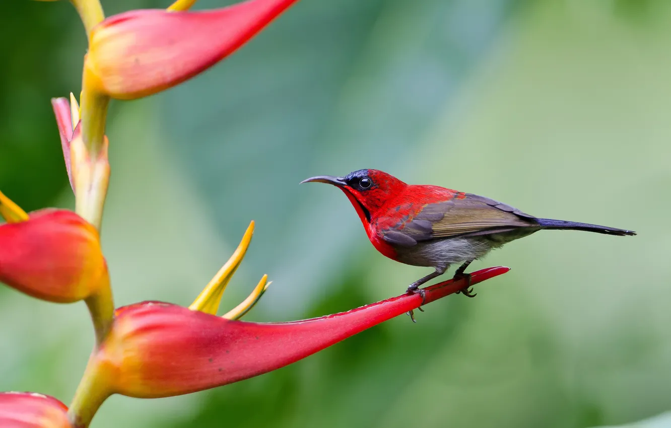 Фото обои цветок, птица, Желтоспинная острохвостая нектарница, Andy_LYT Photography