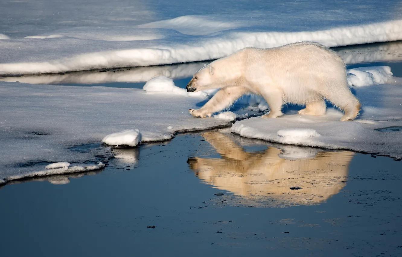Фото обои острова, снег, лёд, медведь, белый мишка