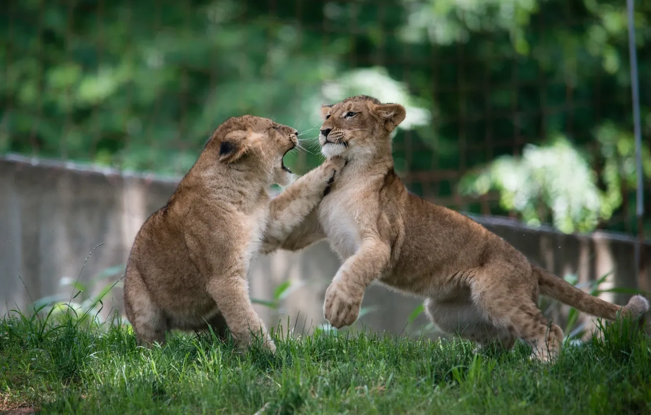 Фото обои игра, хищники, борьба, драка, пара, малыши, дикие кошки, львята