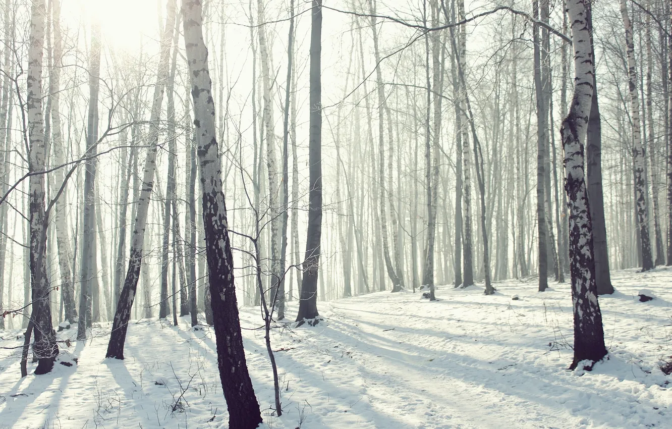 Фото обои зима, лес, снег, природа, мороз, роща