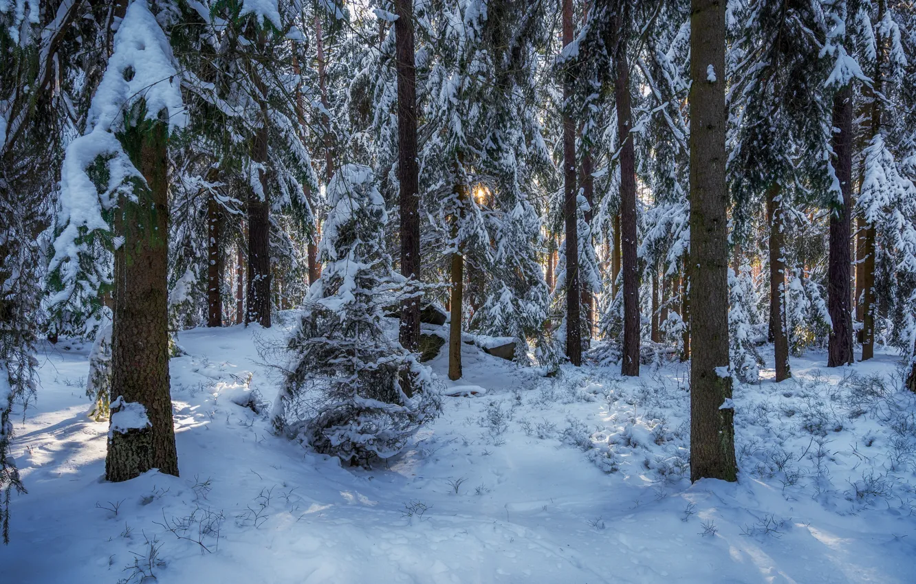 Фото обои зима, лес, снег, деревья, Германия