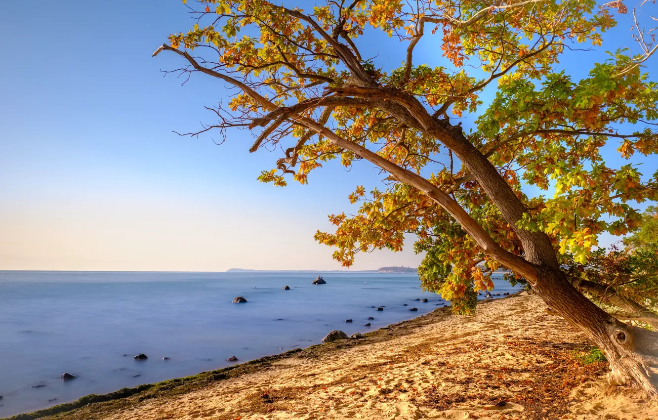 Фото обои осень, пляж, листья, дерево, берег, листва, желтые, клён