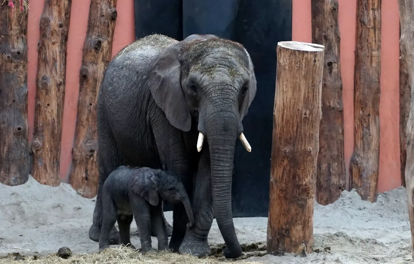Фото обои фон, слоны, зоо
