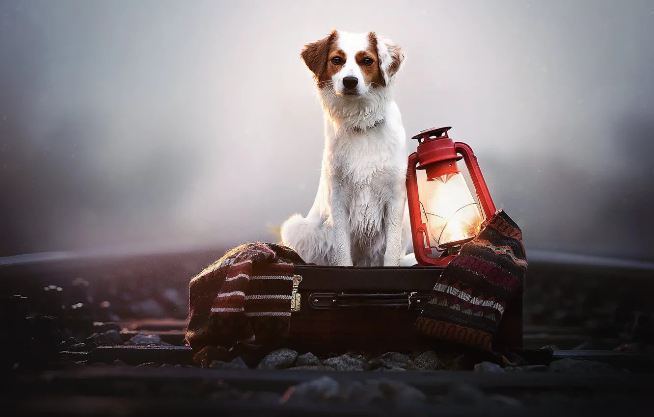 Фото обои туман, собака, фонарь, железная дорога, плед, ящик