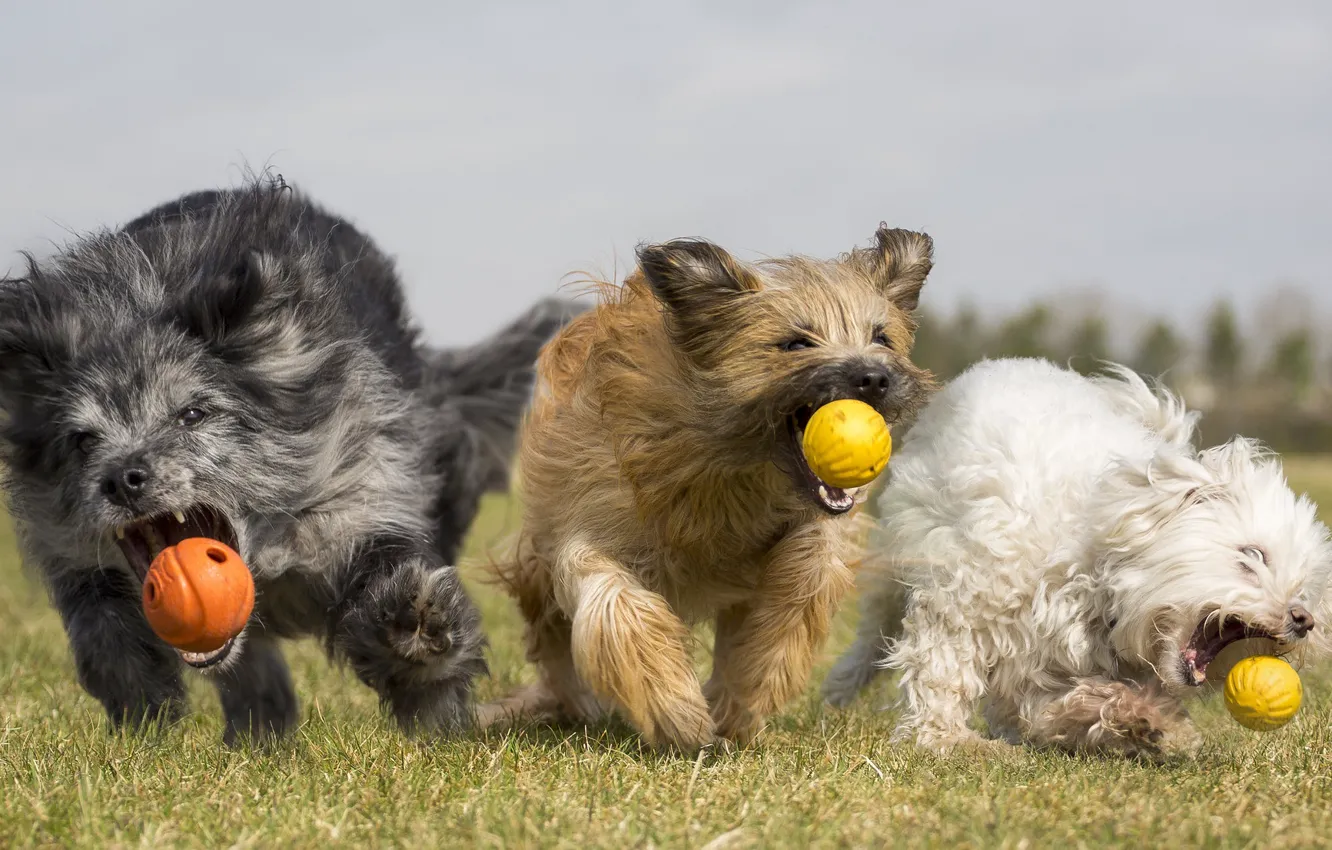 Фото обои собаки, лето, мячики, бегут