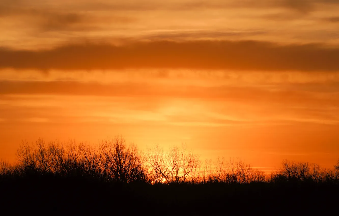 Фото обои morning, sunrise, branches, orange sky, silhouettes