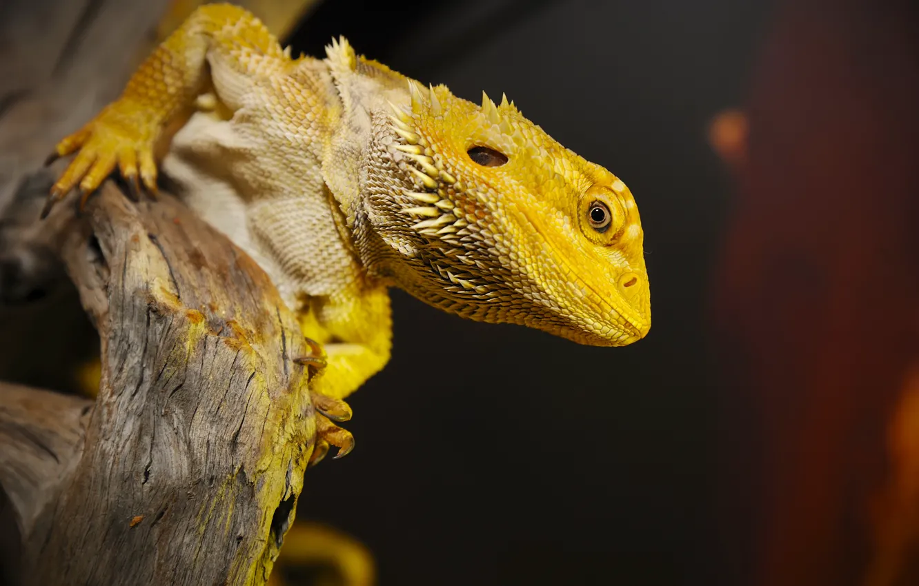 Фото обои yellow, reptile, scales