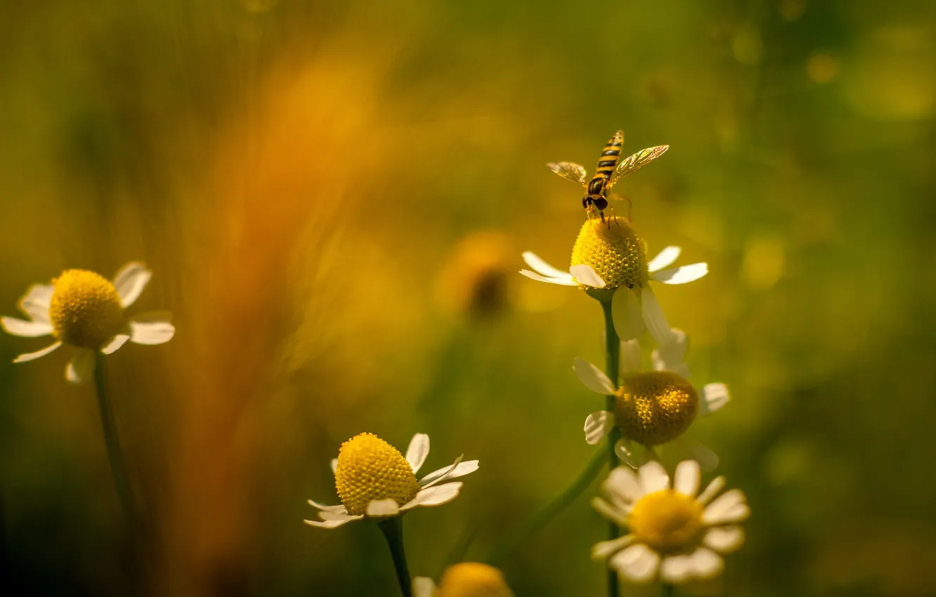 Фото обои цветы, фон, ромашки, размытость, насекомое
