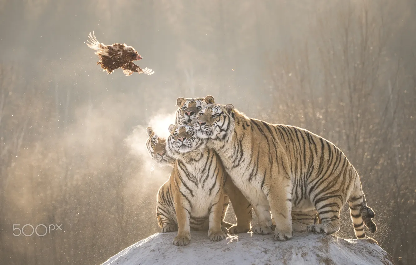 Фото обои полёт, тигры, молодые, добыча