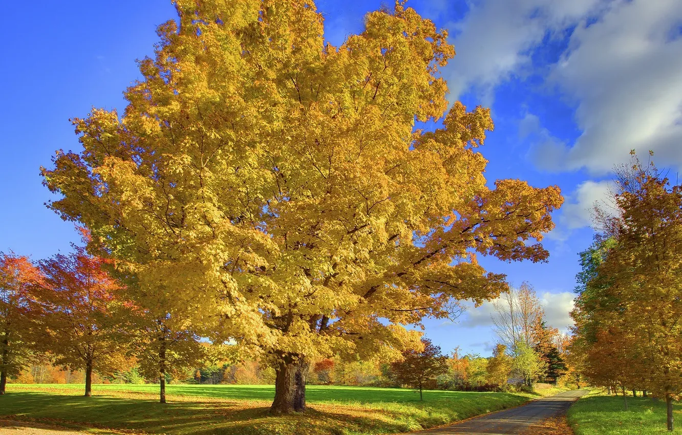 Фото обои дорога, осень, листья, дерево, Природа
