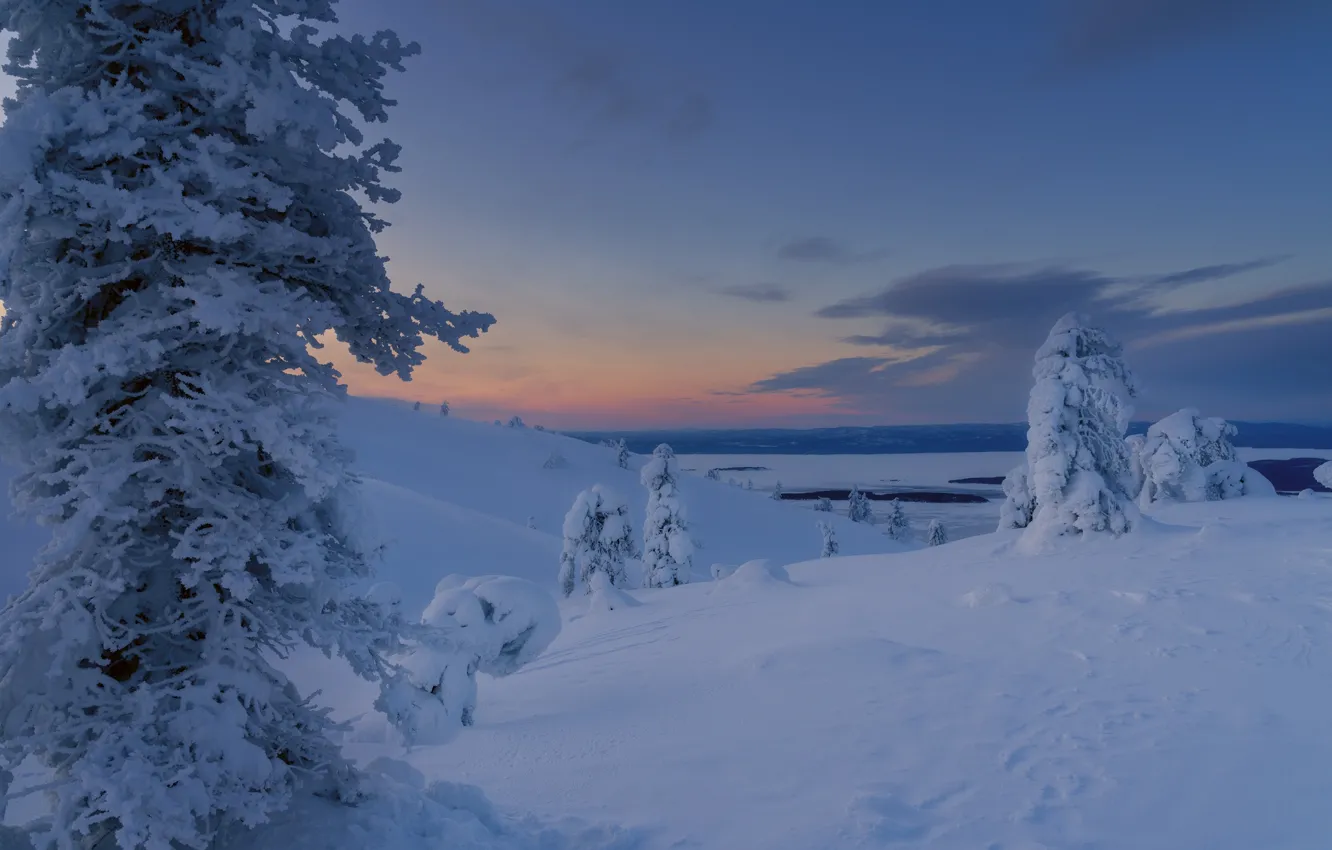 Фото обои зима, снег, деревья, пейзаж, природа, рассвет, утро, Заполярье