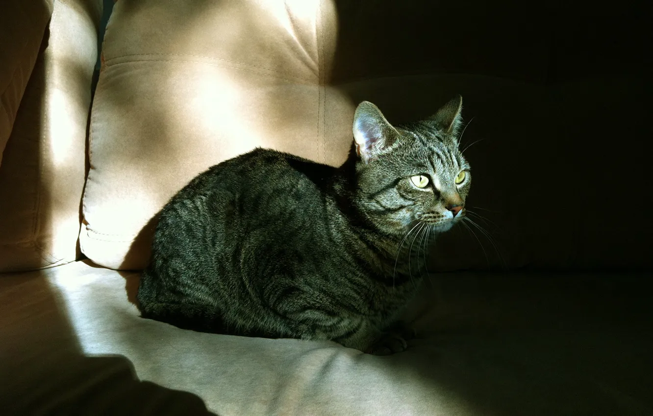Фото обои животные, кот, солнце