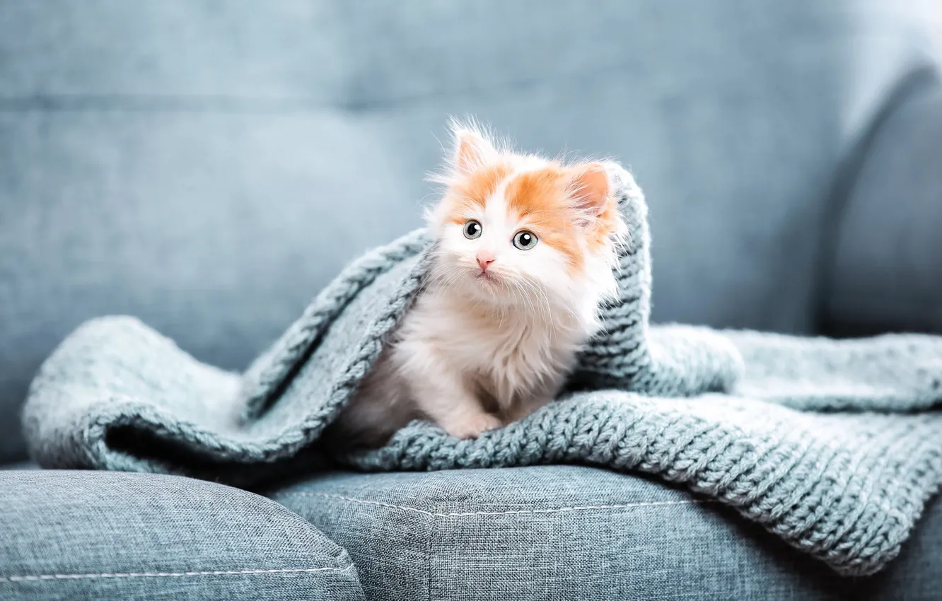 Фото обои котенок, диван, шарф, малыш, покрывало, рыжий с белым