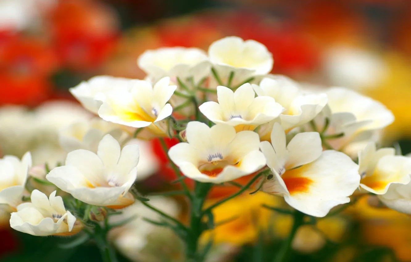 Фото обои природа, растение, лепестки, стебель, кусты