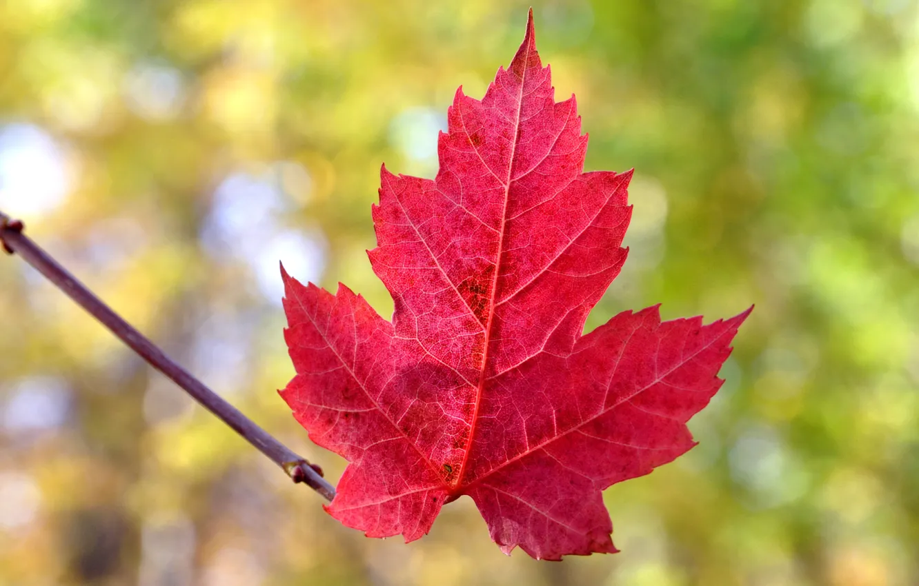 Фото обои осень, природа, лист, багрянец