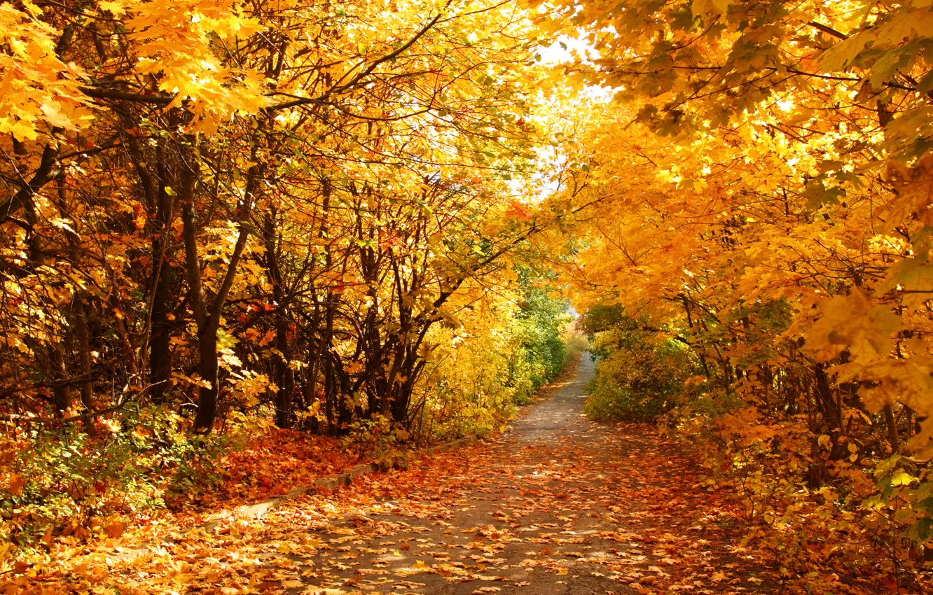 Фото обои осень, листья, дорожка